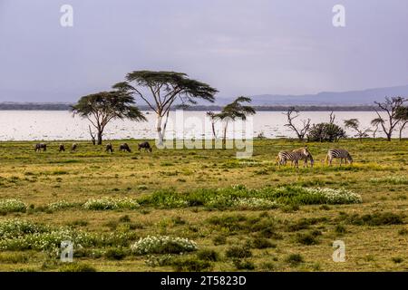 Wildebeest and zebras at Crescent Island Game Sanctuary on Naivasha lake, Kenya Stock Photo