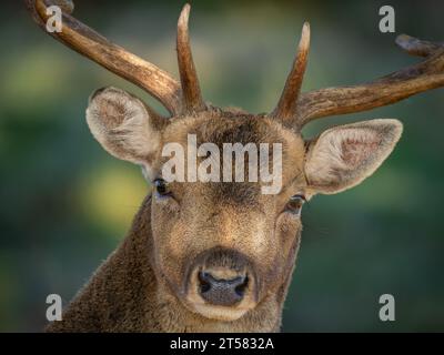 Young Fallow Deer Buck Facing the Camera Stock Photo