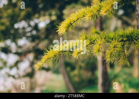 Fluffy fresh green branches of larch. Close-up. Selective focus. Stock Photo
