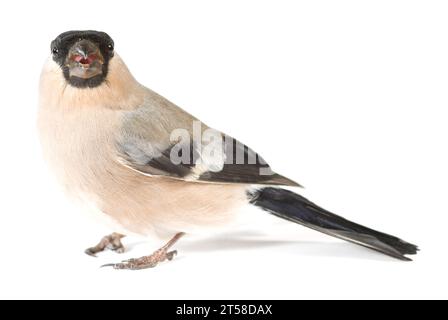 A bullfinch (Pyrrhula pyrrhula) female on white Stock Photo