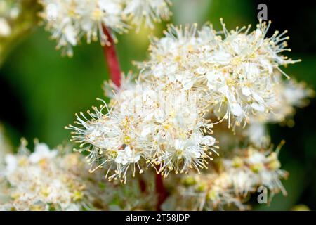 Meadowsweet (filipendula ulmaria), close up focusing on a cluster of the creamy white flowers the plant produces in the early summer. Stock Photo