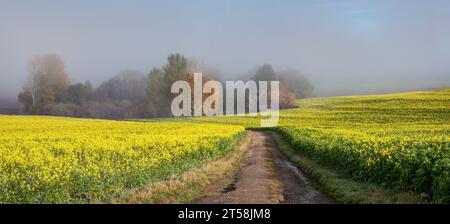 Autumn landscape. Between the fields of yellow-flowering winter rapeseed, the path leads to the mist-shrouded island. Stock Photo