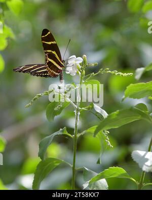 Zebra (Longwing) Heliconian on white flower Stock Photo