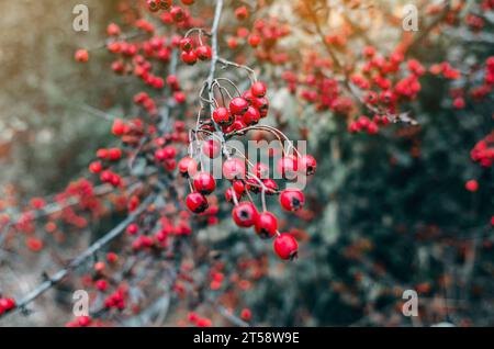 Branch of red hawthorn without leaves on blurred gray background. Landscape late autumn in forest Stock Photo