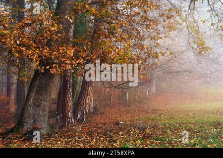 Switzerland, Baselland, Baselbiet, Nenzlingen, Bienenweg, Nenzlingen BL, Laufental, autumn, forest, autumn forest, fog Stock Photo