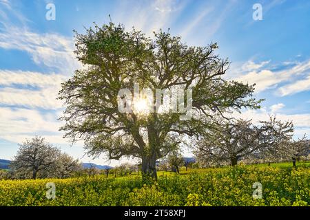 Switzerland, Laufental, Dittingen, Dittingen BL, Baselland, Baselbiet, cherry trees, spring, blooming cherry trees, flowers, cherry blossoms Stock Photo