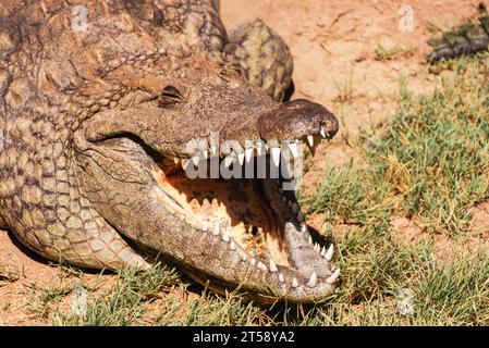 A crocodile lies with its mouth wide open to keep cool showing its teeth at a park in South Africa Stock Photo