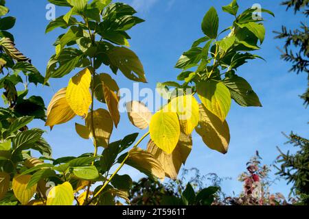 Autumn, Turn yellow, leaves, Golden Twig Dogwood, Cornus sericea 'Flaviramea', Bright, Yellow Twig Dogwood Cornus Flaviramea Stock Photo