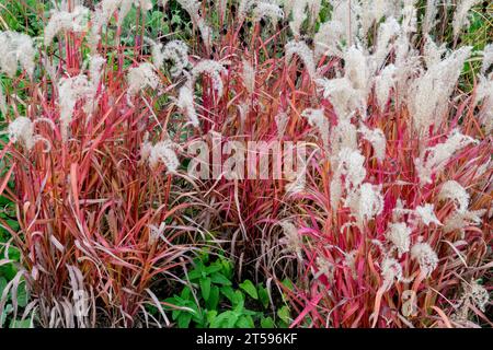 Red, Maiden Grass, October, Garden, Miscanthus sinensis 'Hiawatha' Red grass Miscanthus autumn colour Stock Photo