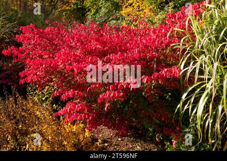 Colourful, autumnal, Border, Garden, Foliage, Autumn, Season, Red, leaves, Euonymus alatus, October, Garden scene Stock Photo