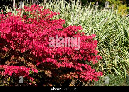 Autumn, Colour, Euonymus alatus, Turn Red, October, Spindle Tree, Miscanthus 'Cabaret', Garden, Border Stock Photo