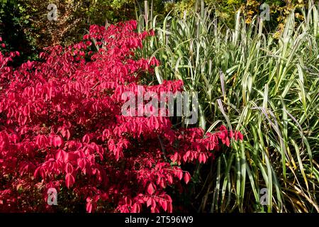 Red, Winged euonymus, Spindle, Tree, Season, Colour, Garden, Edging, Foliage, Euonymus alatus Stock Photo