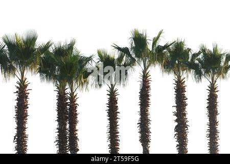 Palm trees isolated on white background. Stock Photo