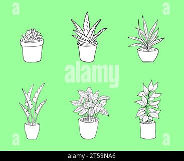 6 black and white illustrations of house plants in the pot.  Hand drawn houseplants in the pot. Isolated on a green background. Vector illustration Stock Vector