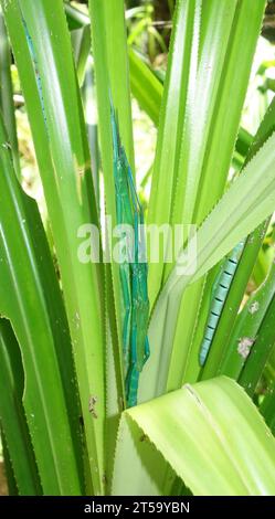 Four peppermint stick insects on host Pandanus, Cape Tribulation, far north Queensland, Australia Stock Photo