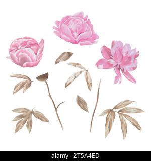 Pink peonies, flowers and leaves. Vector illustration. Watercolor. Greeting cards, wedding invitations, covers, newborn baby shower, Valentine's day. Stock Vector