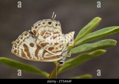 Small butterfly perched on small plant. Java, Indonesia. Stock Photo