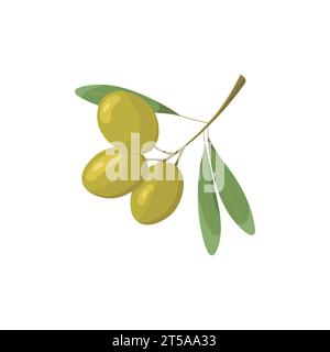 Vector Green Olives Branch with Leaves Isolated on White Stock Vector ...