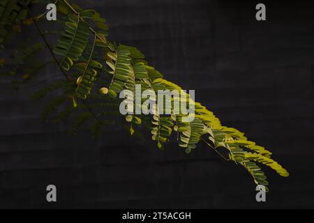 Tropical palm or tamarind leaf with dark background Stock Photo