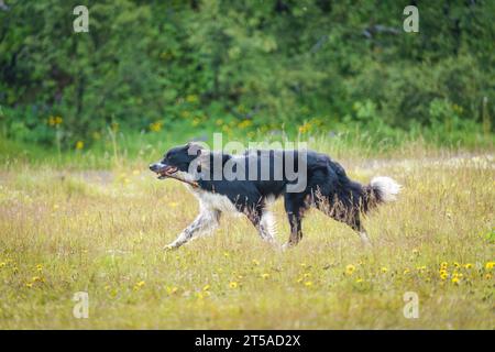 Adorable young border collie breed dog is running and playing with a stick on meadow in the park during summer on weekend Stock Photo