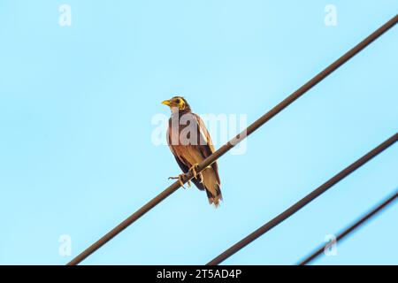 Old and sick Common myna or Indian myna bird perced on cable in countryside at Southern Asia Stock Photo