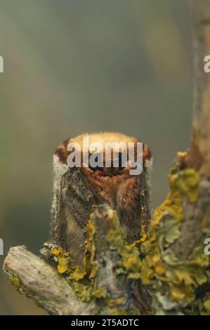 Natural vertical facial closeup on a Buff-tip moth, Phalera bucephala sitting on twig, with copy-space Stock Photo