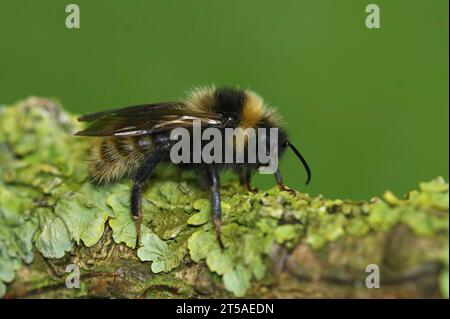 Natural closeup on a cleptoparasite Field cuckoo-bee , Bombus campestris sitting on a twig Stock Photo