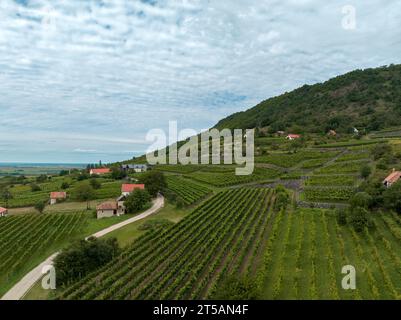 Vineyards and winery on mountain side. Vineyard agricultural fields in the countryside in an aerial view. Stock Photo