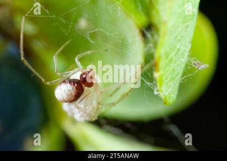 Tangle-web spider with egg sac (Neottiura bimaculata) Stock Photo