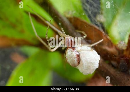 Tangle-web spider with egg sac (Neottiura bimaculata) Stock Photo