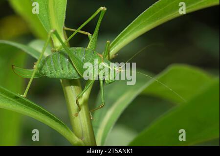 Natural closeup on an adult female speckled bush cricket, Leptophyes punctatissima, in the garden Stock Photo