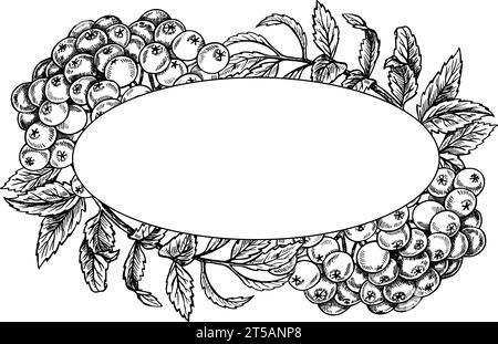 Frame of rowan elements, fruits and leaves, hand drawn black and white graphic vector illustration. Isolated on a white background. Design element for Stock Vector