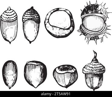 Set of vector illustrations on a white background. Acorns, hazelnuts, chestnuts in the skin and ripe chestnuts drawn in black in vector. Stock Vector