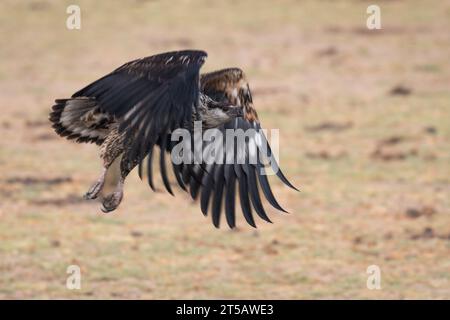 African Hawk-Eagle, Hieraaetus spilogaster, Accipitridae,  Amboseli National Park, Kenya, Africa Stock Photo