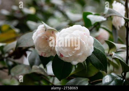 White camellia flowers against the background of dark green leaves in the garden, selective focus Stock Photo