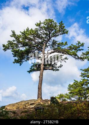 In the heart of Cranny Crow Overlook, West Virginia, a solitary pine tree reaches skyward, its deep green boughs contrasting the vast expanse of the c Stock Photo