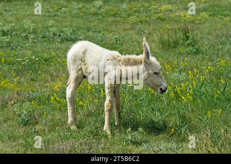 Newborn Foal Of The Austro-Hungarian White Baroque Donkey (Equus Asinus Asinus), Hungary Stock Photo