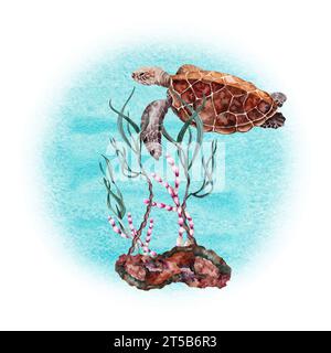 Turtle swimming over reef rock, red corals, plants and green seaweed. Hand drawn watercolor illustration isolated on white background. Stock Photo