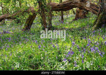 Carpet of Bluebell Flowers (Hyacinthoides non-scripta) and Woodland Floor View Beneath a Rotting Fallen Oak Tree Branch. Stock Photo
