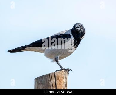 Hooded Crow, Corvus corone, perched on a telegraph pole, Larnaca, Cyprus Stock Photo