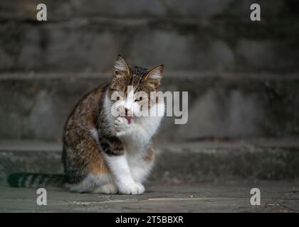 A stray cat in brown dark grey and white colors is sitting at the bottom of the stairs while licking its paw. Stairs in background Stock Photo