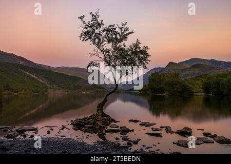 The famous lone Tree in the Padarn Lake in Llanberis, Wales. Stock Photo
