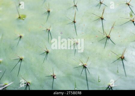 Close up of the spikes, thorns on the prickly pear cactus. Stock Photo