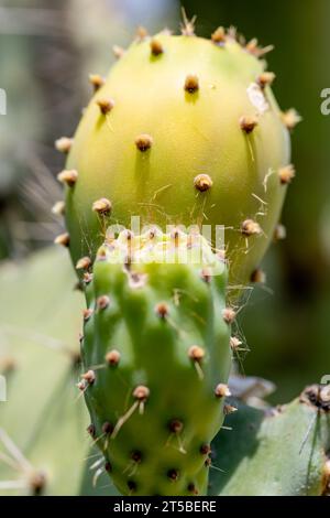 Close up of ripe prickly pears on the cactus plant showing the fine prickly hairs. Stock Photo