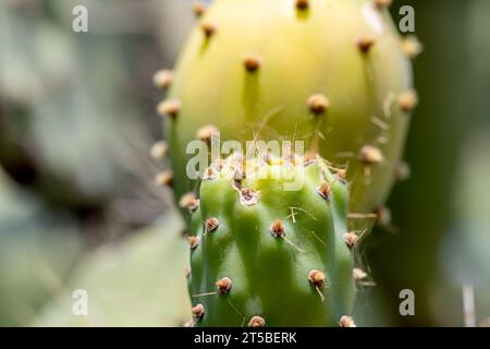 Close up of ripe prickly pears on the cactus plant showing the fine prickly hairs. Stock Photo