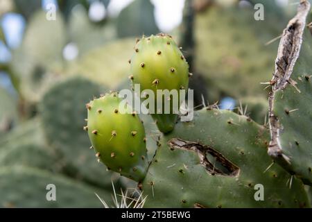 Green prickly pears growing on the cactus plant showing the fine prickly hairs. Stock Photo