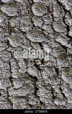 Norway spruce bark Stock Photo