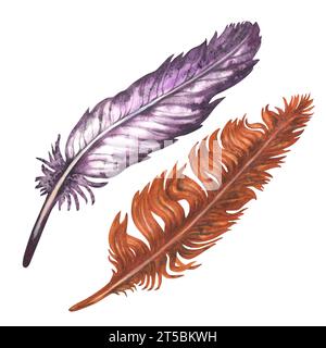 Different Types of Bird Feathers - Bird Watching Academy