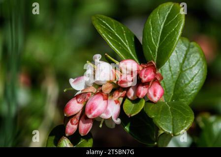 Lingonberry (Vaccinium vitis-idaea) blooming in mountain forest and bog Stock Photo