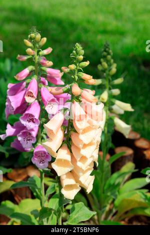 flower of the herb Rehmannia Stock Photo